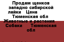 Продам щенков западно-сибирской лайки › Цена ­ 3 000 - Тюменская обл. Животные и растения » Собаки   . Тюменская обл.